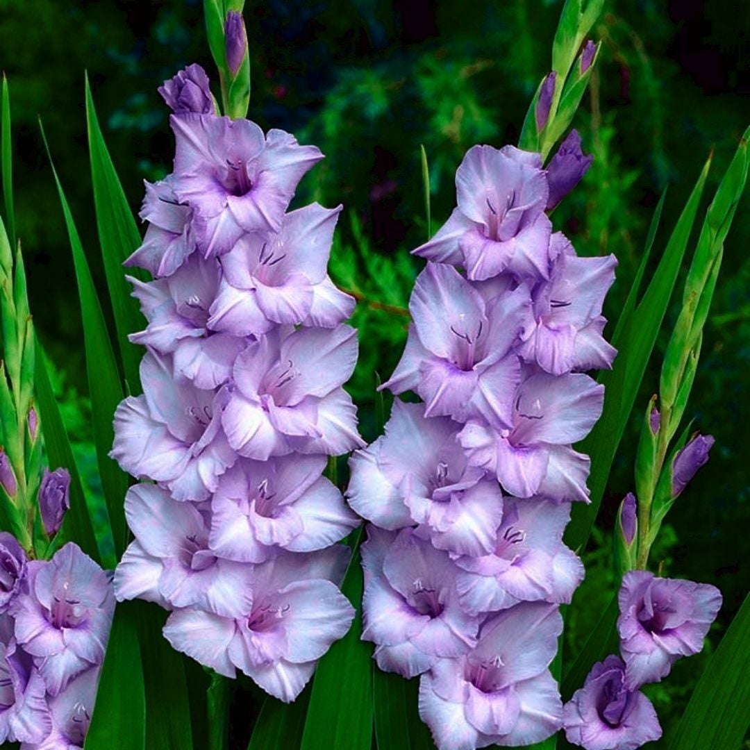 Glayöl Soğanı - Blue Jay - Lila