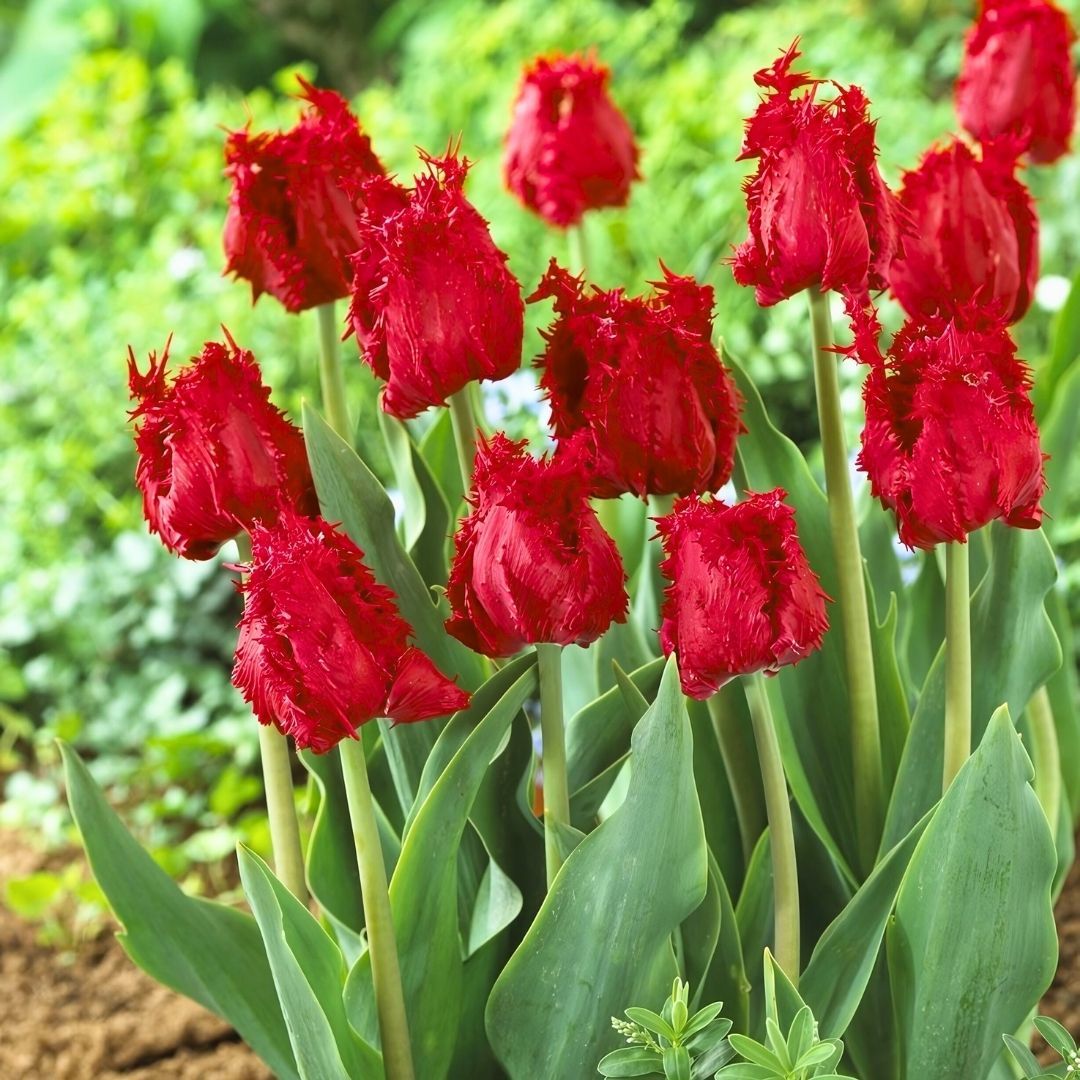 Bendigo Lale Soğanı - Tulipa - Canlı Kırmızı
