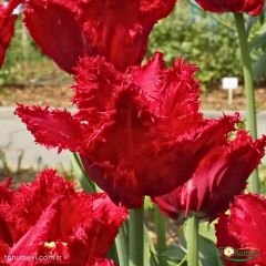 Bendigo Lale Soğanı - Tulipa - Canlı Kırmızı