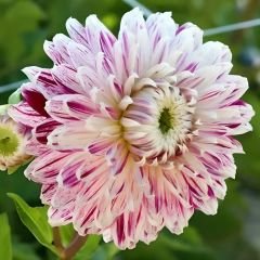 Dev Dahlia Yıldız - Dalya - Patates Çiçeği - Avignon - Ebruli