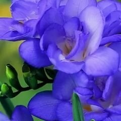 Frezya ( Fresia ) Soğanı Double - Arpa Çiçeği - Mavi