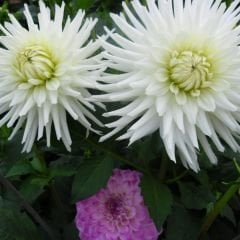 Dahlia Yıldız - Dalya - Patates  Çiçeği - Kiev - Beyaz
