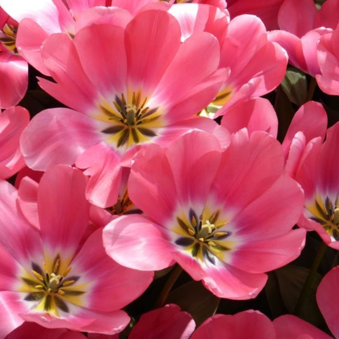 Big Love Lale Soğanı - Tulipa - Yumuşak pembe, leylak tonları