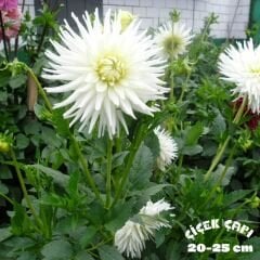 Dahlia Yıldız - Dalya - Patates  Çiçeği - Kiev - Beyaz