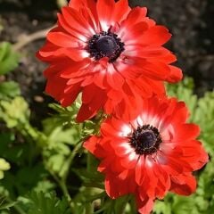 Anemone Çiçeği Soğanı Katlı – Governor - Kırmızı