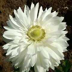 Anemone Çiçeği Soğanı Katlı – Mount Everest - Beyaz