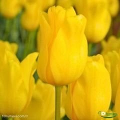 Jan Van Nes Lale Soğanı - Tulipa - Parlak Sarı