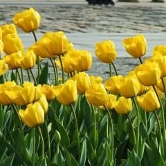 Jan Van Nes Lale Soğanı - Tulipa - Parlak Sarı