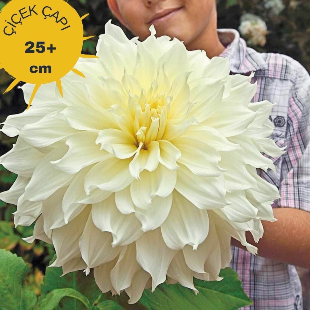 Dev Dahlia Yıldız - Dalya - Patates Çiçeği - Fleurel - Beyaz