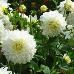 Dev Dahlia Yıldız - Dalya - Patates Çiçeği - Fleurel - Beyaz