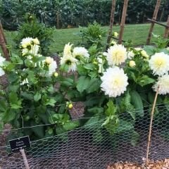 Dev Dahlia Yıldız - Dalya - Patates Çiçeği - Fleurel - Beyaz