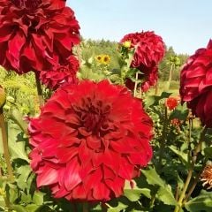 Dev Dahlia Yıldız - Dalya - Patates Çiçeği - Spartacus - Bordo