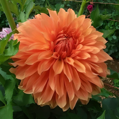 Dev Dahlia Yıldız - Dalya - Patates Çiçeği - Fairway Spur - Pudra