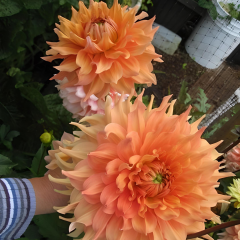 Dev Dahlia Yıldız - Dalya - Patates Çiçeği - Fairway Spur - Pudra