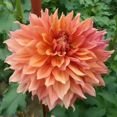 Dev Dahlia Yıldız - Dalya - Patates Çiçeği - Fairway Spur - Pudra