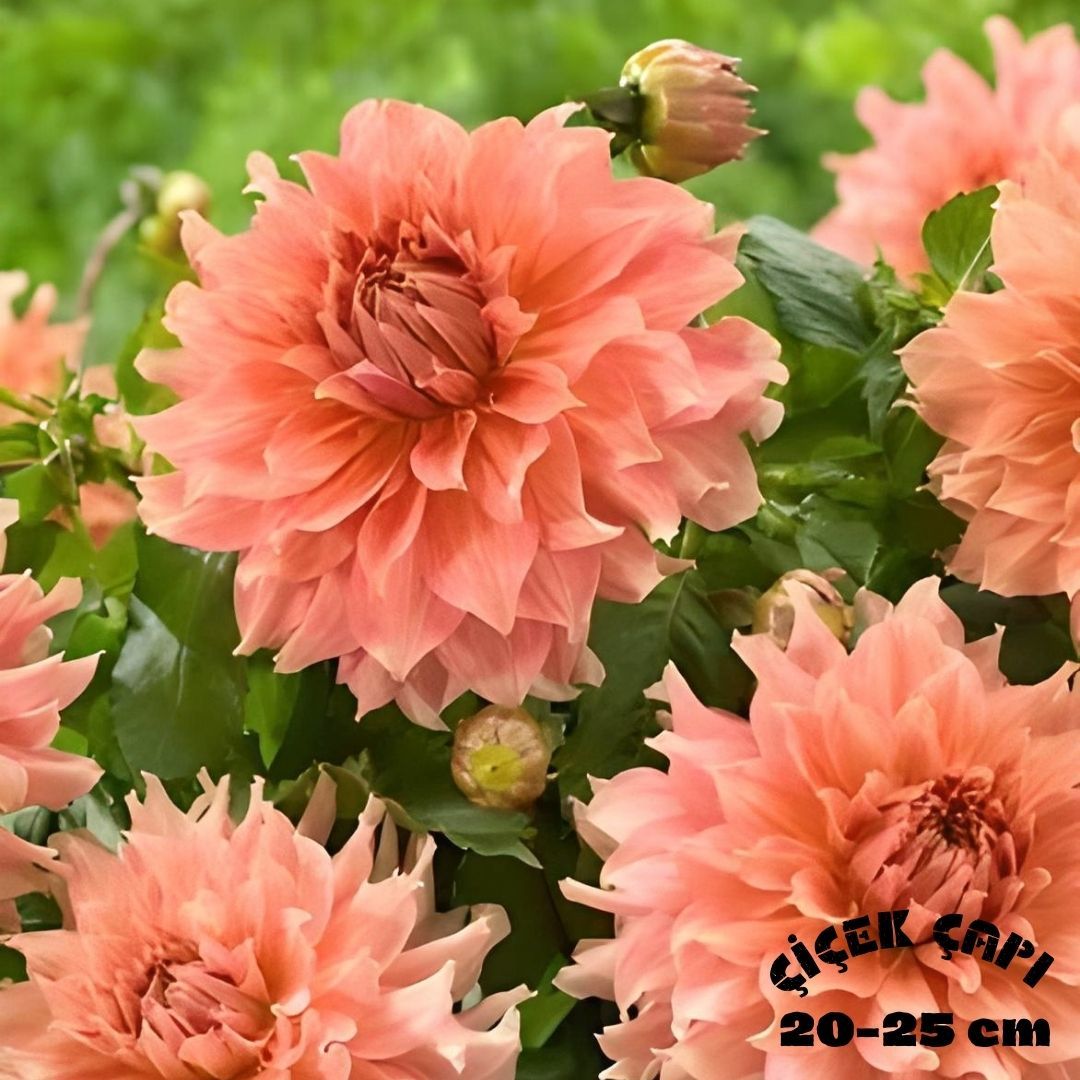 Dev Dahlia Yıldız - Dalya - Patates Çiçeği - Fairway Spur - Pudra