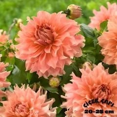 Dev Dahlia Yıldız - Dalya - Patates Çiçeği - Fairway Spur - Pudra