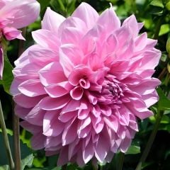 Dev Dahlia Yıldız - Dalya - Patates Çiçeği - Lavander Perfection - Neon pembe