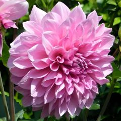 Dev Dahlia Yıldız - Dalya - Patates Çiçeği - Lavander Perfection - Neon pembe