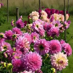 Dev Dahlia Yıldız - Dalya - Patates Çiçeği - Lavander Perfection - Neon pembe