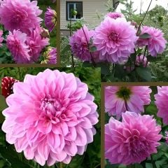 Dev Dahlia Yıldız - Dalya - Patates Çiçeği - Lavander Perfection - Neon pembe