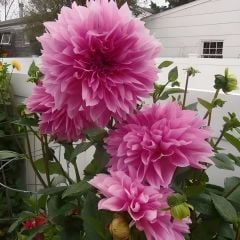 Dev Dahlia Yıldız - Dalya - Patates Çiçeği - Lavander Perfection - Neon pembe