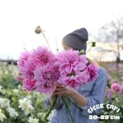 Dev Dahlia Yıldız - Dalya - Patates Çiçeği - Lavander Perfection - Neon pembe