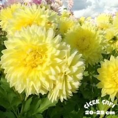 Dev Dahlia Yıldız - Dalya - Patates Çiçeği - Trooperdan - Sarı