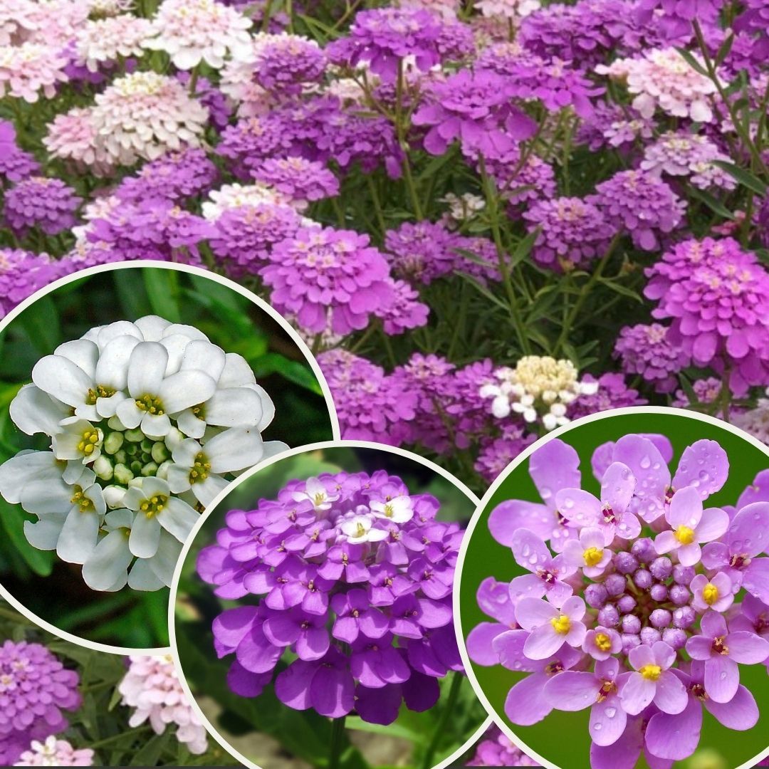 İberya - İberis Çiçeği Tohumu - Girit Çiçeği