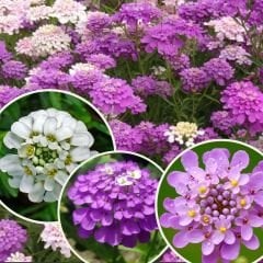 İberya - İberis Çiçeği Tohumu - Girit Çiçeği