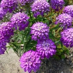 İberya - İberis Çiçeği Tohumu - Girit Çiçeği