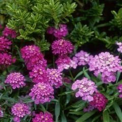 İberya - İberis Çiçeği Tohumu - Girit Çiçeği