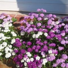 İberya - İberis Çiçeği Tohumu - Girit Çiçeği