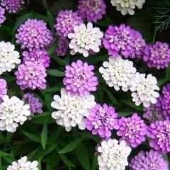 İberya - İberis Çiçeği Tohumu - Girit Çiçeği