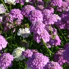 İberya - İberis Çiçeği Tohumu - Girit Çiçeği