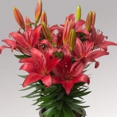 Lilium Blusing Joy - Lilyum - Kırmızı