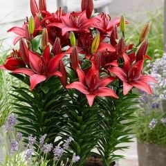Lilium Blusing Joy - Lilyum - Kırmızı