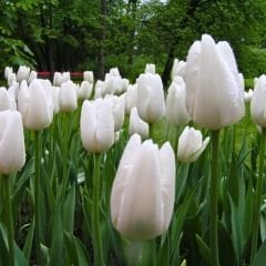 White Prince Lale Soğanı - Tulipa - Saf Beyaz