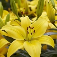 Lilium Fancy Joy - Lilyum - Sarı