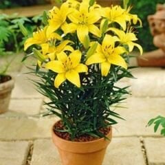 Lilium Fancy Joy - Lilyum - Sarı