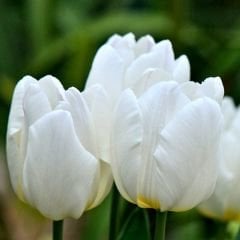 White Prince Lale Soğanı - Tulipa - Saf Beyaz