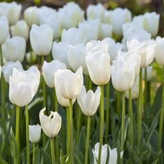 White Prince Lale Soğanı - Tulipa - Saf Beyaz