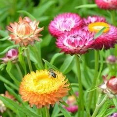 Kağıt Çiçeği - Ölümsüz Çiçek Tohumu - Helıchrysum Bracteatum