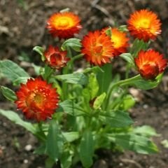 Kağıt Çiçeği - Ölümsüz Çiçek Tohumu - Helıchrysum Bracteatum