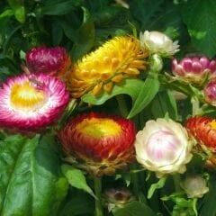 Kağıt Çiçeği - Ölümsüz Çiçek Tohumu - Helıchrysum Bracteatum
