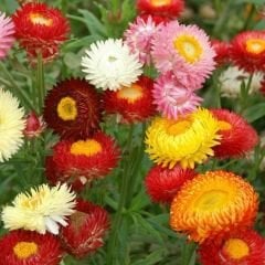 Kağıt Çiçeği - Ölümsüz Çiçek Tohumu - Helıchrysum Bracteatum