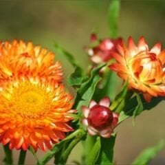 Kağıt Çiçeği - Ölümsüz Çiçek Tohumu - Helıchrysum Bracteatum