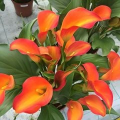 Gala Çiçeği Soğanı – Calla Lily – Orange Alert