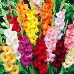 Glayöl Soğanı - Gladiolus - Mix