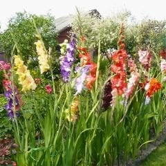 Glayöl Soğanı - Gladiolus - Mix